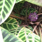 IMAG0546