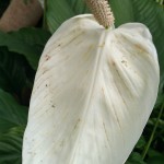 IMAG0550