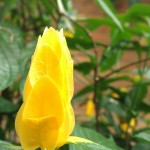 IMAG0552