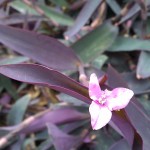 IMAG0570