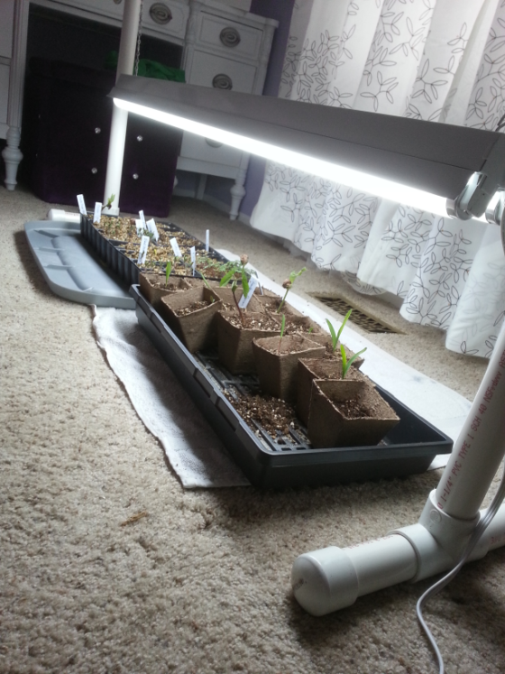 Chrissy's seedlings enjoying their new light stand