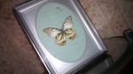 Pinned and framed butterfly